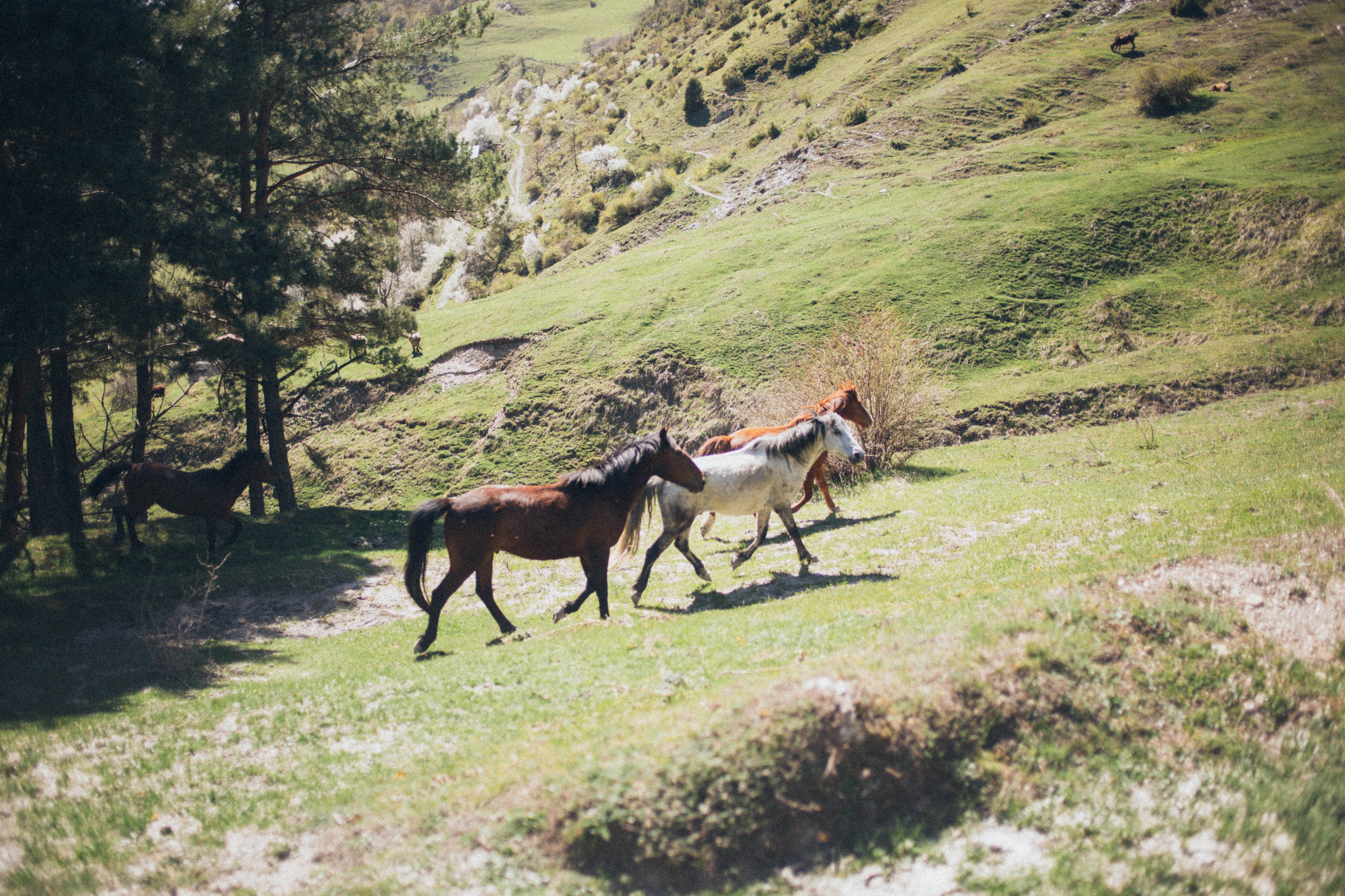 third picture of a horse